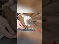 橋脚に取り残された子猫 #子猫 #保護猫 #猫の救出 #感動実話 #ふみふみ