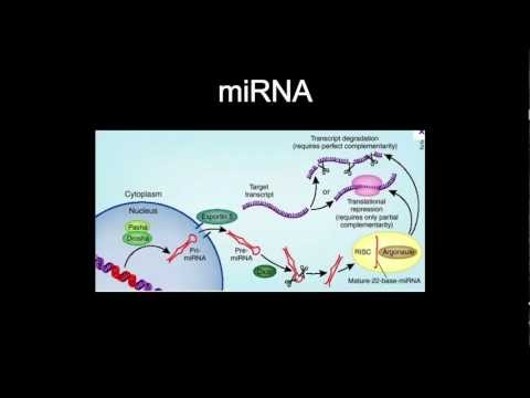 Video: Silenziamento Dell'RNA Del Leader Impiombato (SLS) - Una Via Di Morte Cellulare Programmata Nel Trypanosoma Brucei Indotta Da Stress ER
