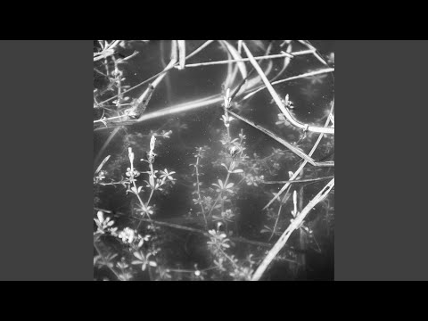 Il Civetto — Liberté Ana
