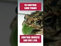 Stop Toxic &amp; Dangerous Cane Toads from Infesting Your Property! [DIY Pest Control]