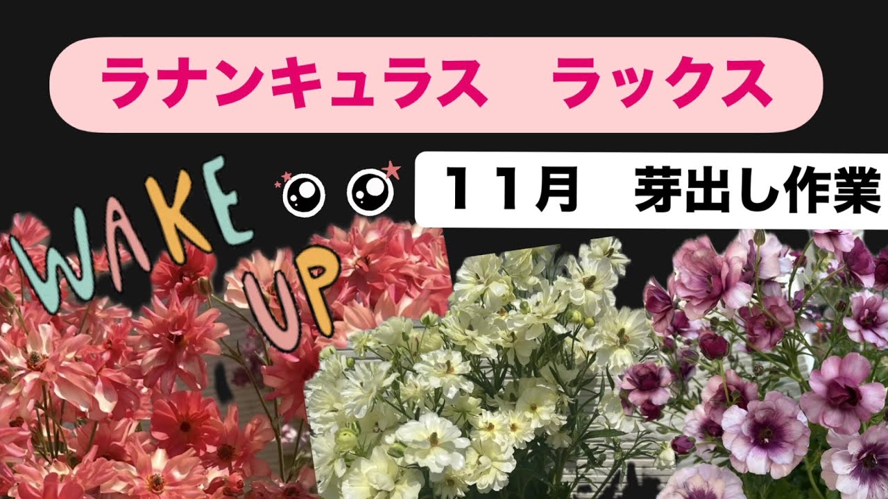 ラナンキュラスラックスの11月の作業🌱芽出し編 - YouTube