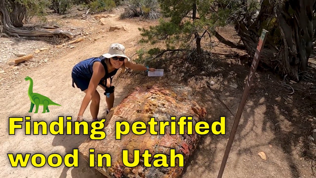 Petrified Forest State Park: A Utah Treasure