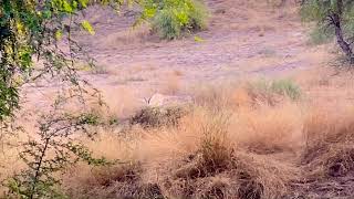 [Ras Al-Khaimah] Gazelle is approaching to me