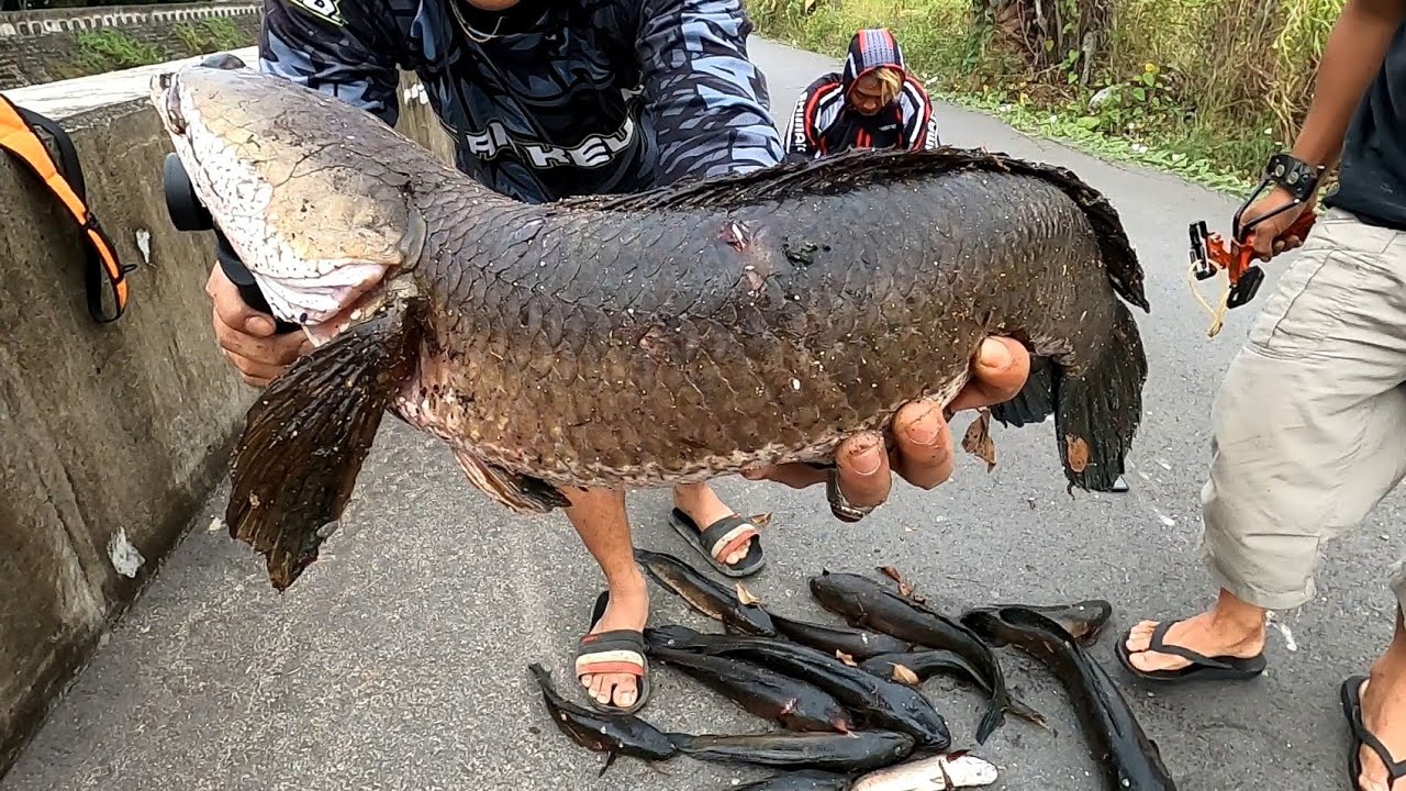 Ketapel Ikan Menggila !! DAPAT GABUS TERBESAR di TAIWAN ||SLINGSHOT GET GIANT SNAKEHEAD MONSTER