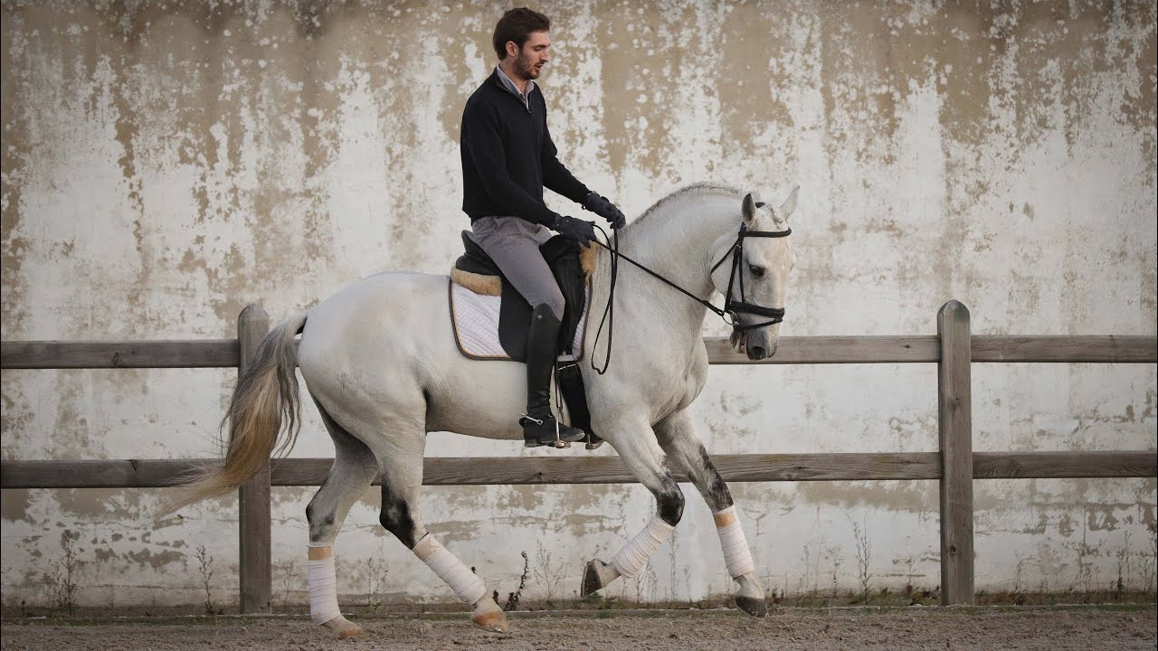 Horse for Sale |  Elegant Piro free Veiga licensed Lusitano stallion (REF