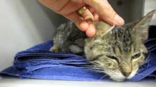 Dixiebell, Tiny Brown Tabby Kitten, Has Loud Purr Machine And Needs Love And Tlc