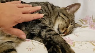 Only Human Is Allowed To Touch Me