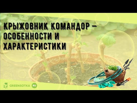 Крыжовник Командор — особенности и характеристики