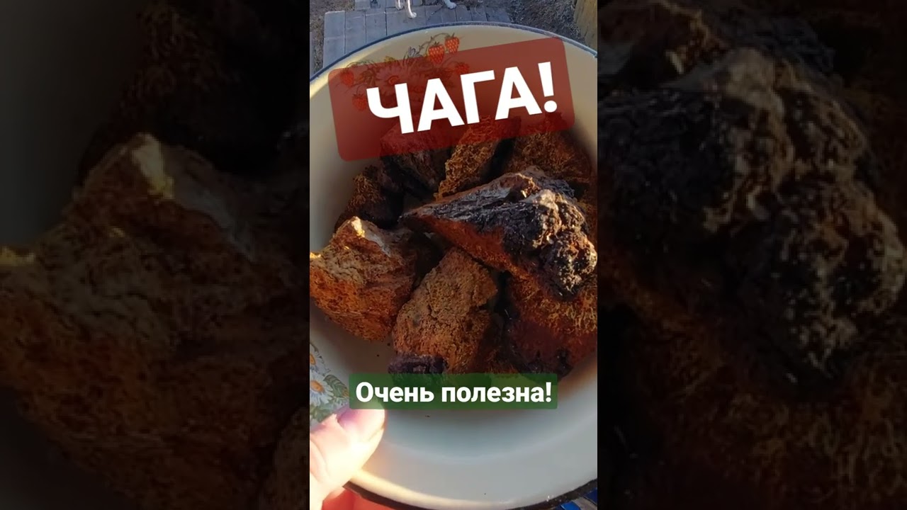 Чага - очень полезная штука!