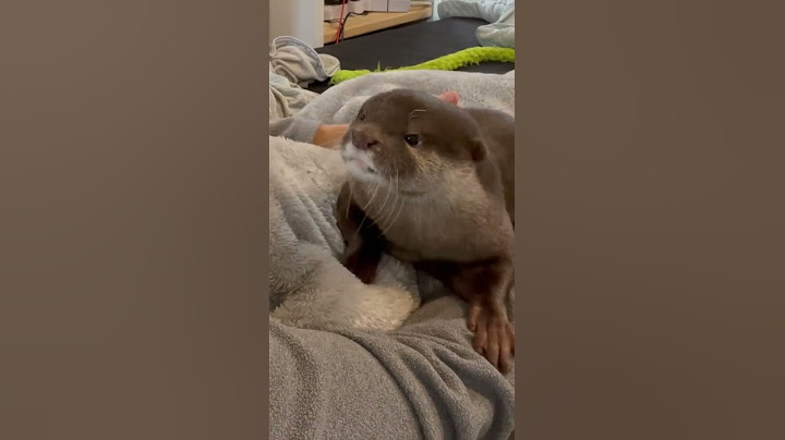 Просто выдра, которая хочет батонить😊