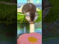 The perfect Scottish kittens are available