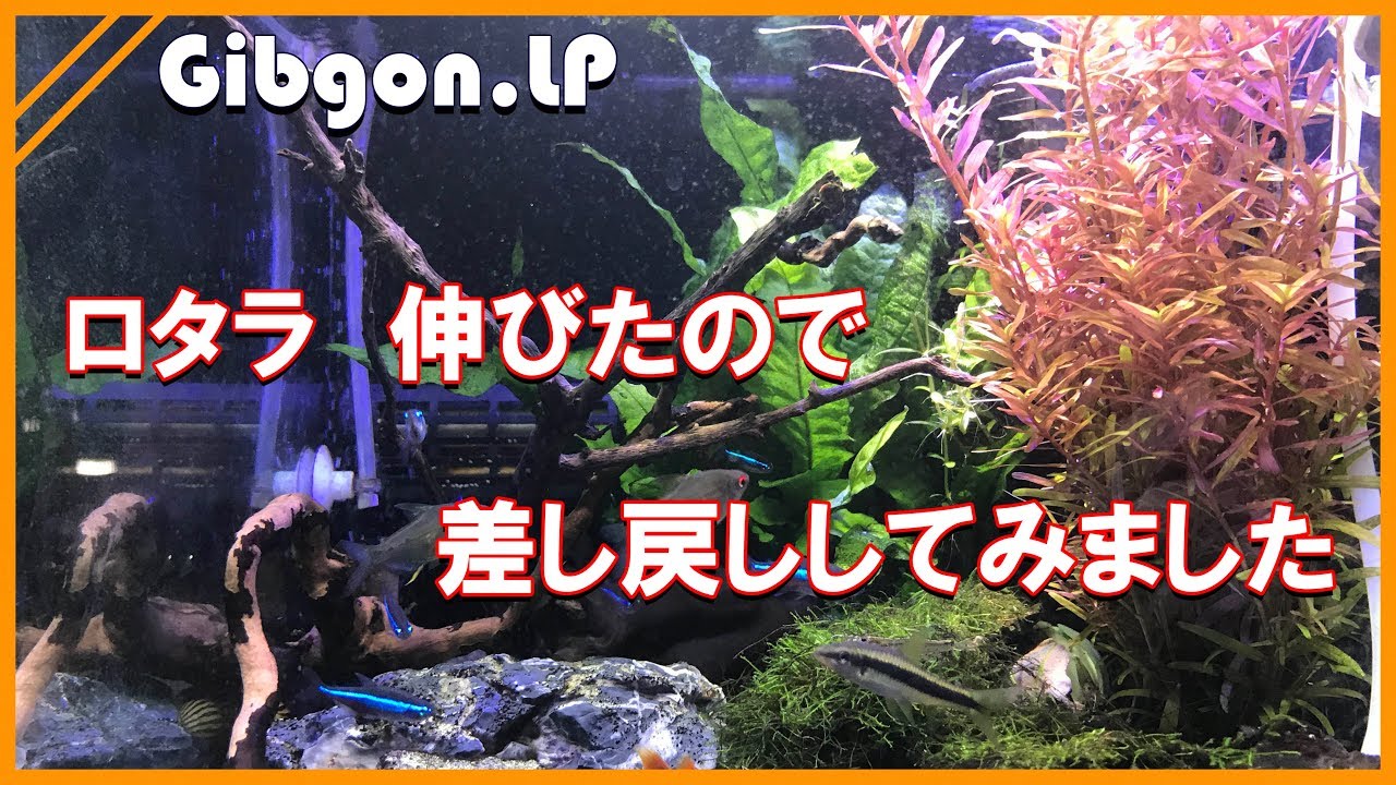 水草 ロタラが伸びたので差し戻し Youtube