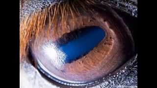 Suren Manvelyan - աչքերը կենդանիների .. ach'k' kendani .. глаза животных .. animal eyes Suren Manvelyan - աչքերը կենդանիների .. ach'k' kendani .. глаза животных .. animal eyes