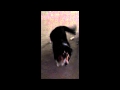 Sheltie puppy chasing a laser pointer