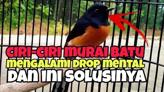 Ciri-ciri murai batu yang mengalami drop mental dan solusinya