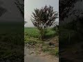 Live highlight