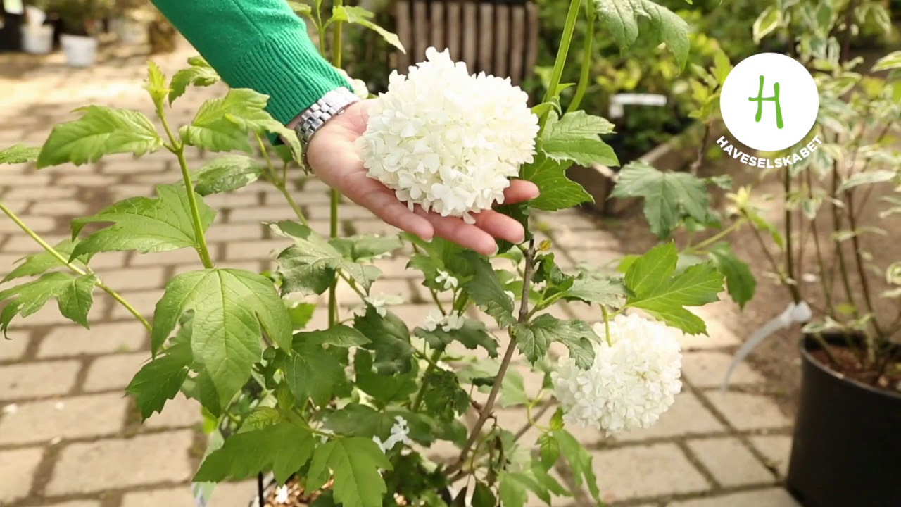 Gode buske, der tåler skygge