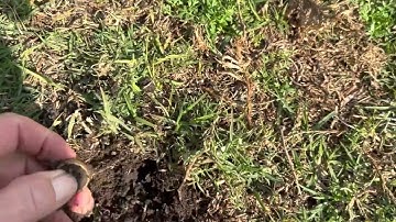 Teknetics G2 + Metal Detector finds gold Ring