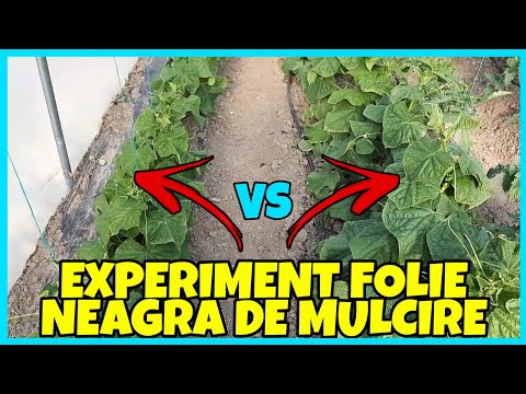 Video: Agrofibra Neagră Pentru Mulci