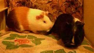 Морские свинки пикантное guinea pigs Морские свинки пикантное guinea pigs