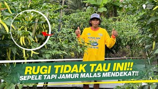 Download Lagu STOP TANAMAN SAKIT DI MUSIM HUJAN !! SOLUSI CEGAH BUSUK BATANG, LAYU DAN TANAMAN MATI !! MP3