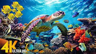 [NEW] 11HR Stunning 4K Underwater Footage - Rare & Colorful Sea Life Video-Relaxing Sleep Music #137