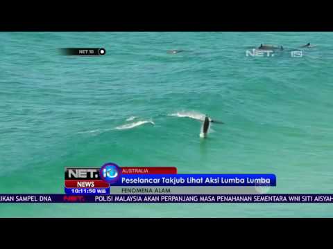 Video: Apakah lumba-lumba suka berinteraksi dengan manusia?