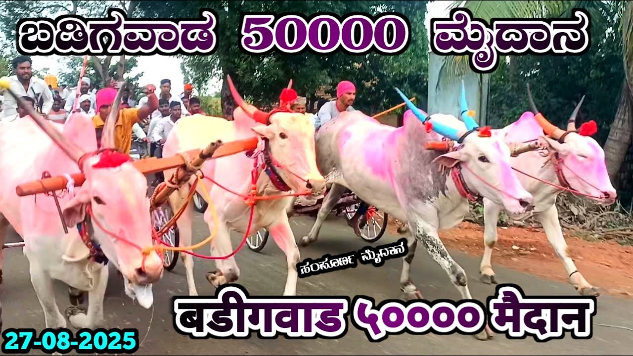 ಬಡಿಗವಾಡ ಜೋಡು ಎತ್ತುಗಳ 50000 ಮೈದಾನ | बडीगवाड ५०००० मैदान 2025| Badigwad General Bullcart Race 50000