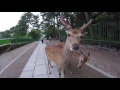 Trip to Japan #3: Visiting Dotonbori and Nara
