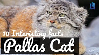 10 Interesting Facts About The Pallas' Cat by I kiss Animal 632 views 1 year ago 4 minutes, 49 seconds