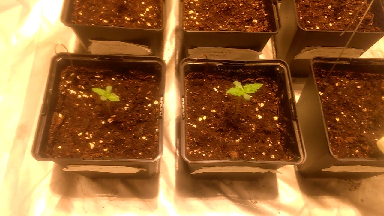 Cultivo interior vqtqv Thgrow.com patrocina testeo lec 315w y kaya solutions