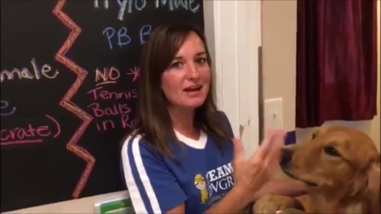 delaware golden rescue