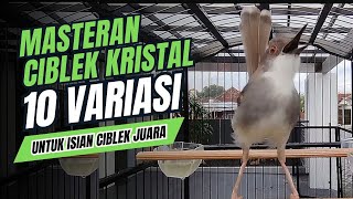 Pancingan Burung CIBLEK KRISTAL Gacor Ngebren 10 Variasi Mewah Untuk MASTERAN BURUNG Juara