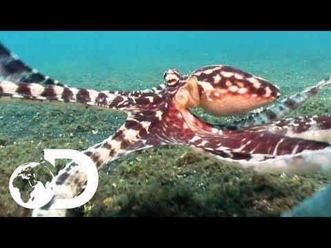 The Mimic Octopus | Nick Baker's Weird Creatures