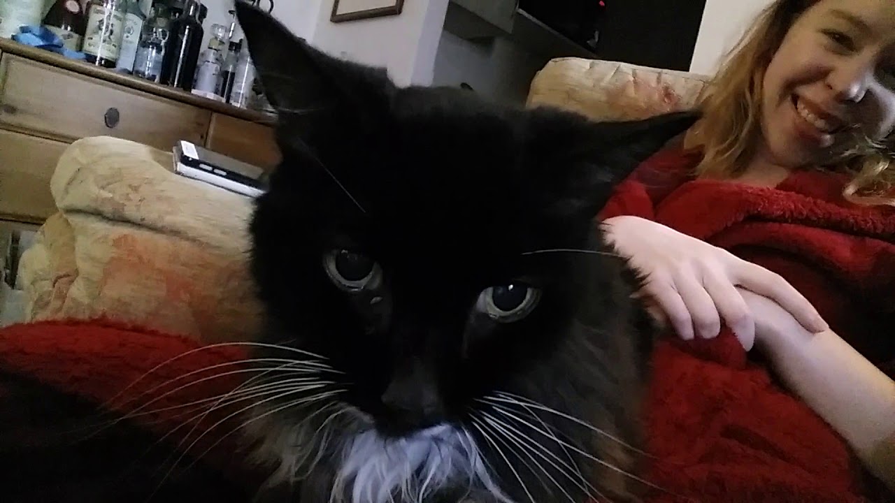 Molly the Cat - YouTube