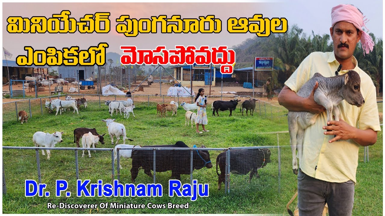Know these before Purchasing  Miniature Punganur Cows , మినియేచర్ ఆవుల పేర్లతో మోసాలు 