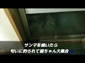 障害子猫の闘病日記⑲ ～突撃w 我が家の晩御飯😋🍴～