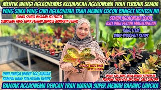 THE PLACE TO GATHER THE BEST AGLONEMA BREEDS‼️THOSE THOSE WHO LIKE LUXURIOUS BREEDS MUST SEE THIS‼️