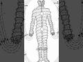 Human Antenna: Meditation of the Body Electric #meditation #zazen #vagusnerve #kundalini #electrical