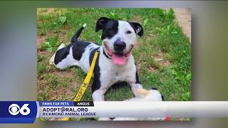 Paws for Pets: Angus, a boy with a big heart who loves toys!