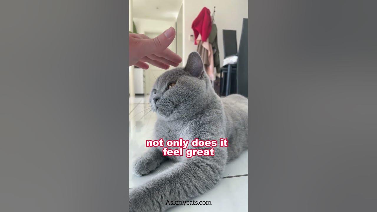 Why do cats like their ear scratched 🐾 YouTube