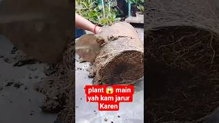 Gudhal 🌺🌺ki plant ki care tips jyada flower ke liye#gardeningideas