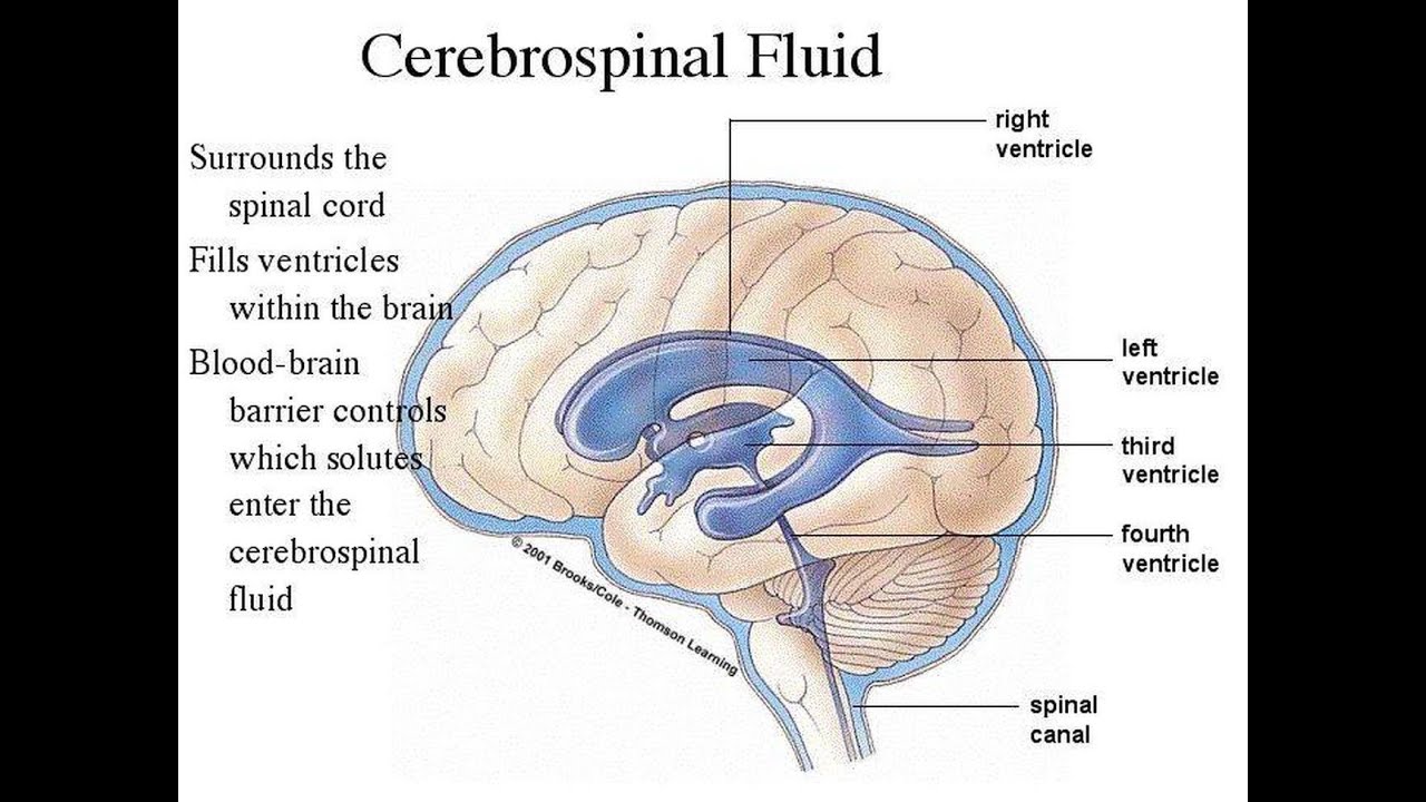 Cerebrospinal fluid and blood brain barrier overview - YouTube