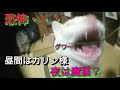 【魚眼で動物たち】魚眼レンズで遊んでみた