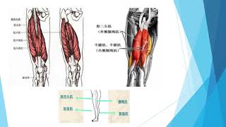 美国联邦按摩师考试辅导 (六）