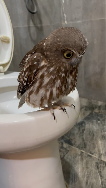 Antri toilet di malam hari bersama burung hantu #burunghantu #owl #animal #funny