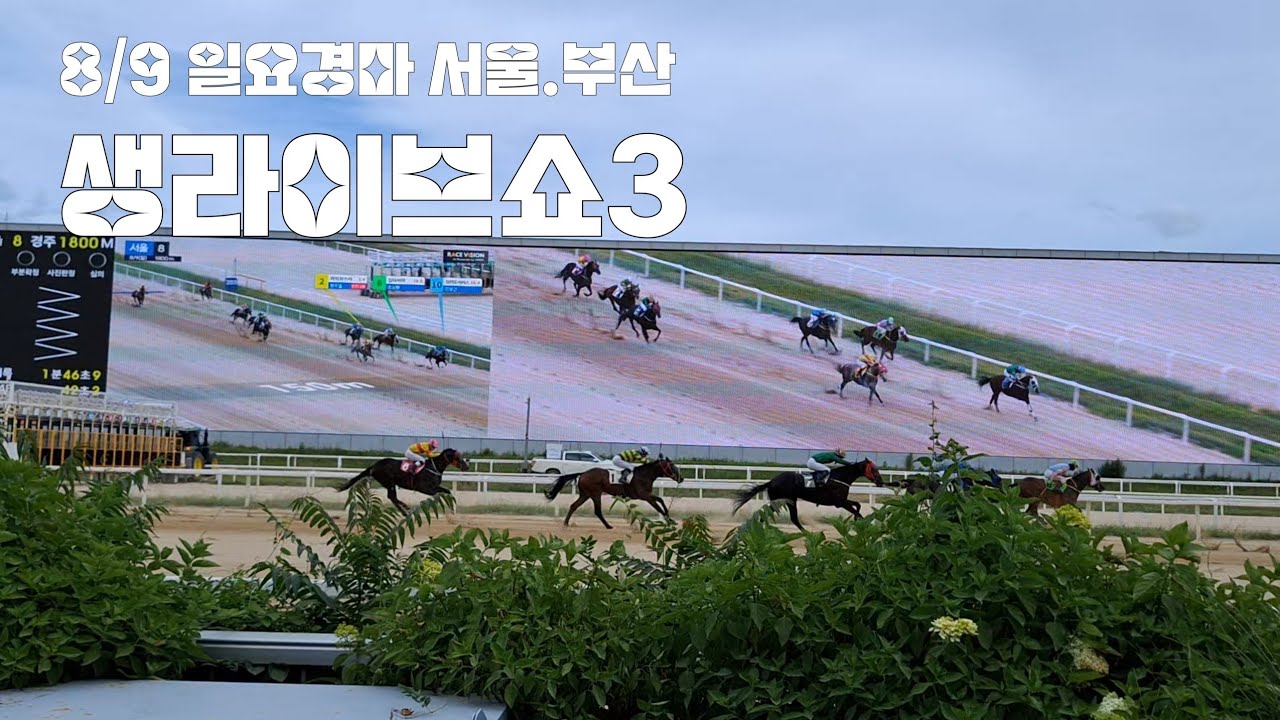 8/9 일요경마 서울부산 생라이브쇼 3