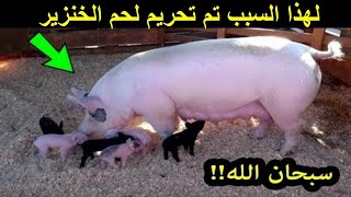 شاهد ماذا اكتشف العلماء فى لحم الخنزير معجزه كبيرة جدا سبحان الله !!