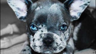 French Bulldog explained by Gods Creations Daily 1,011 views 1 year ago 1 minute, 4 seconds