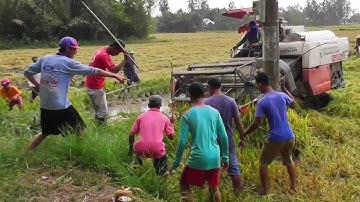 QUAY CẢNH ANH EM BẮT CHUỘT CÙNG MÁY CẮT LÚA KUBOTA DC70 PLUS